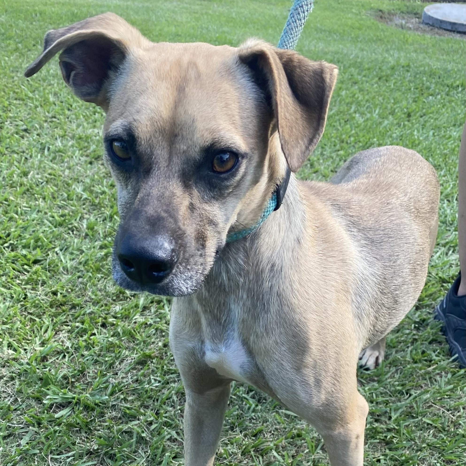 Brandon, a Adopted mixed breed in Ransomville, NY image 4/4