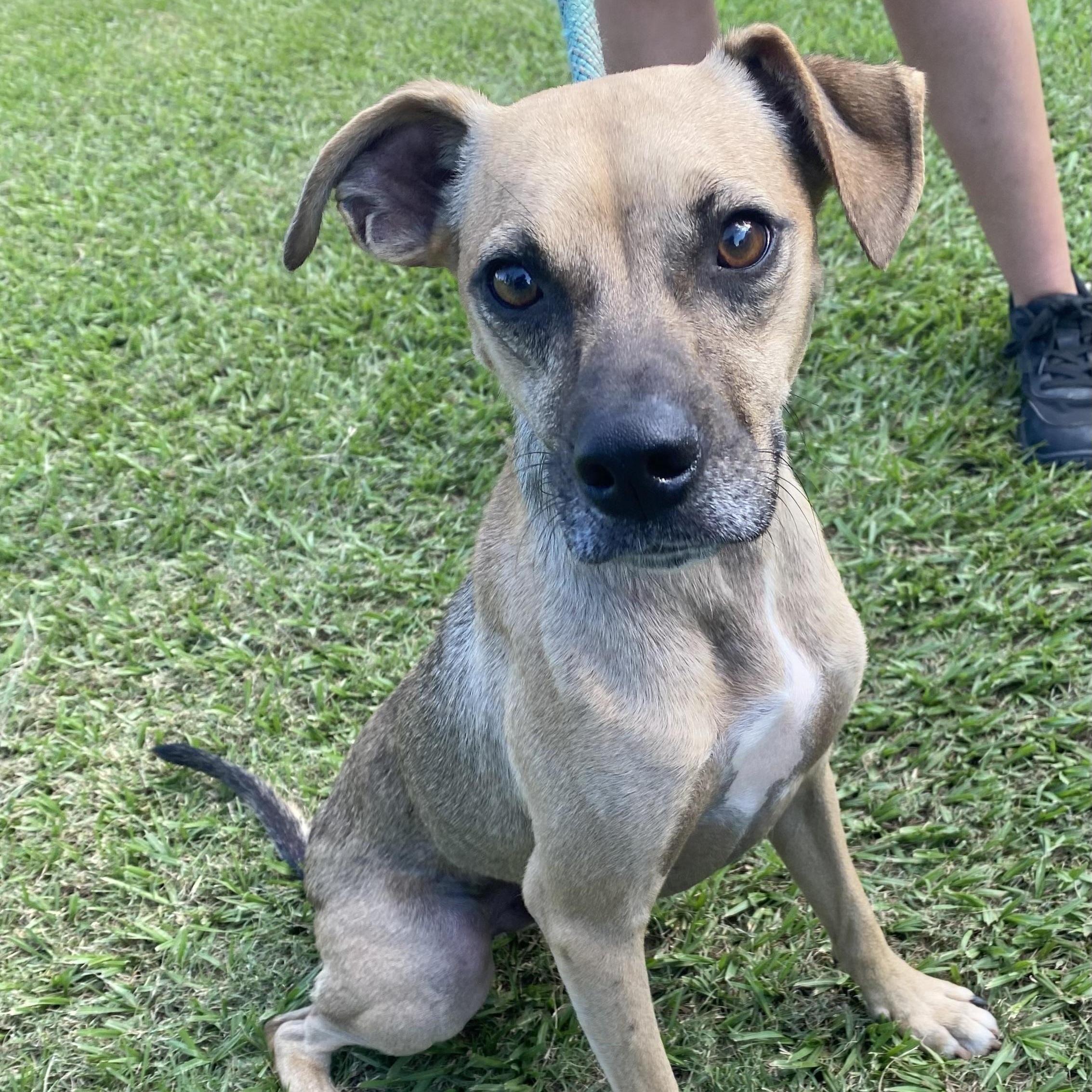 Brandon, Adopted, Adult Male Pug.