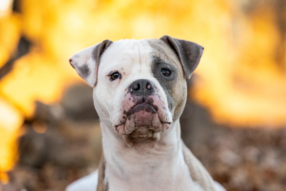 Journey, a Adoptable mixed breed in Shawnee, OK image 1/6