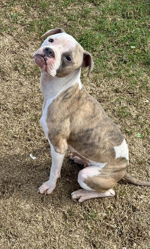 Journey, Adoptable, Young Female Boxer.