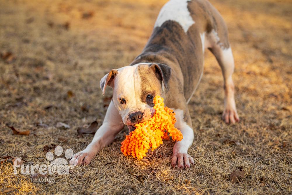 Journey, a Adoptable mixed breed in Shawnee, OK image 2/6