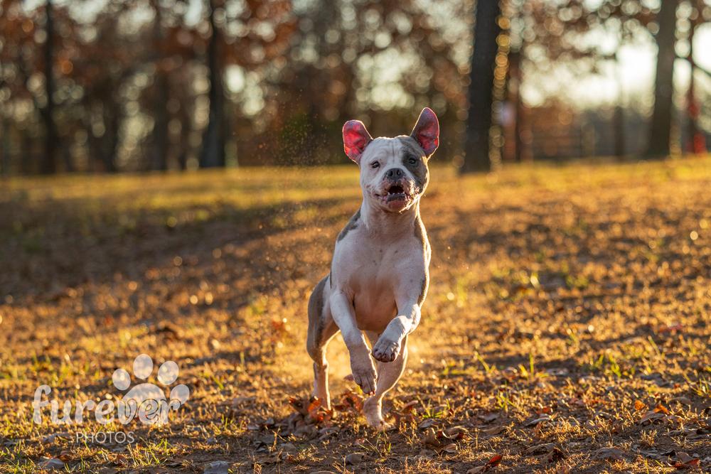 Journey, a Adoptable mixed breed in Shawnee, OK image 3/6