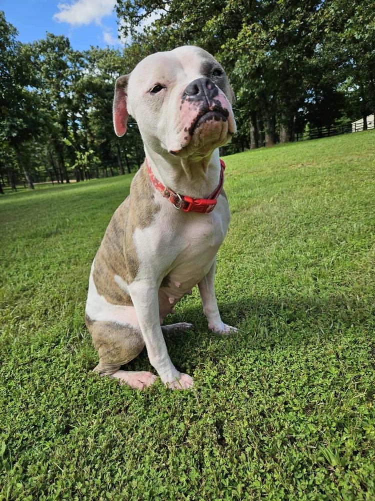 Journey, a Adoptable mixed breed in Shawnee, OK image 4/6