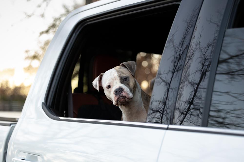 Journey, a Adoptable mixed breed in Shawnee, OK image 5/6