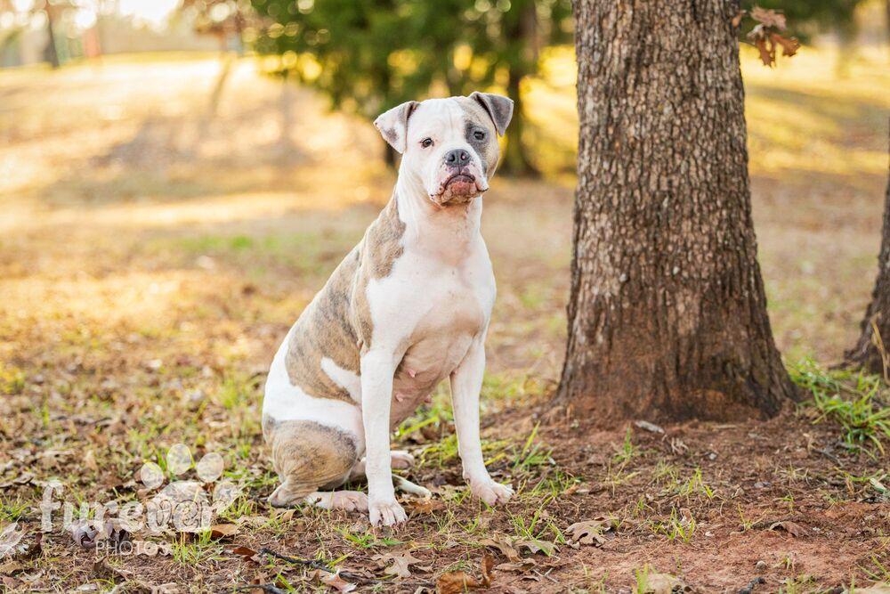 Journey, a Adoptable mixed breed in Shawnee, OK image 6/6