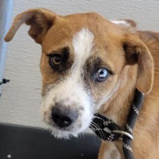 Enlarge Tigger, a Adoptable mixed breed in Phoenix, AZ image 1/3