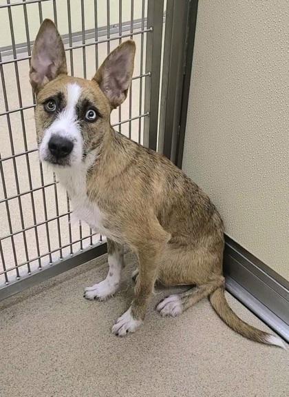 Enlarge Tigger, a Adoptable mixed breed in Phoenix, AZ image 2/3
