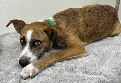 Enlarge Tigger, a Adoptable mixed breed in Phoenix, AZ image 3/3