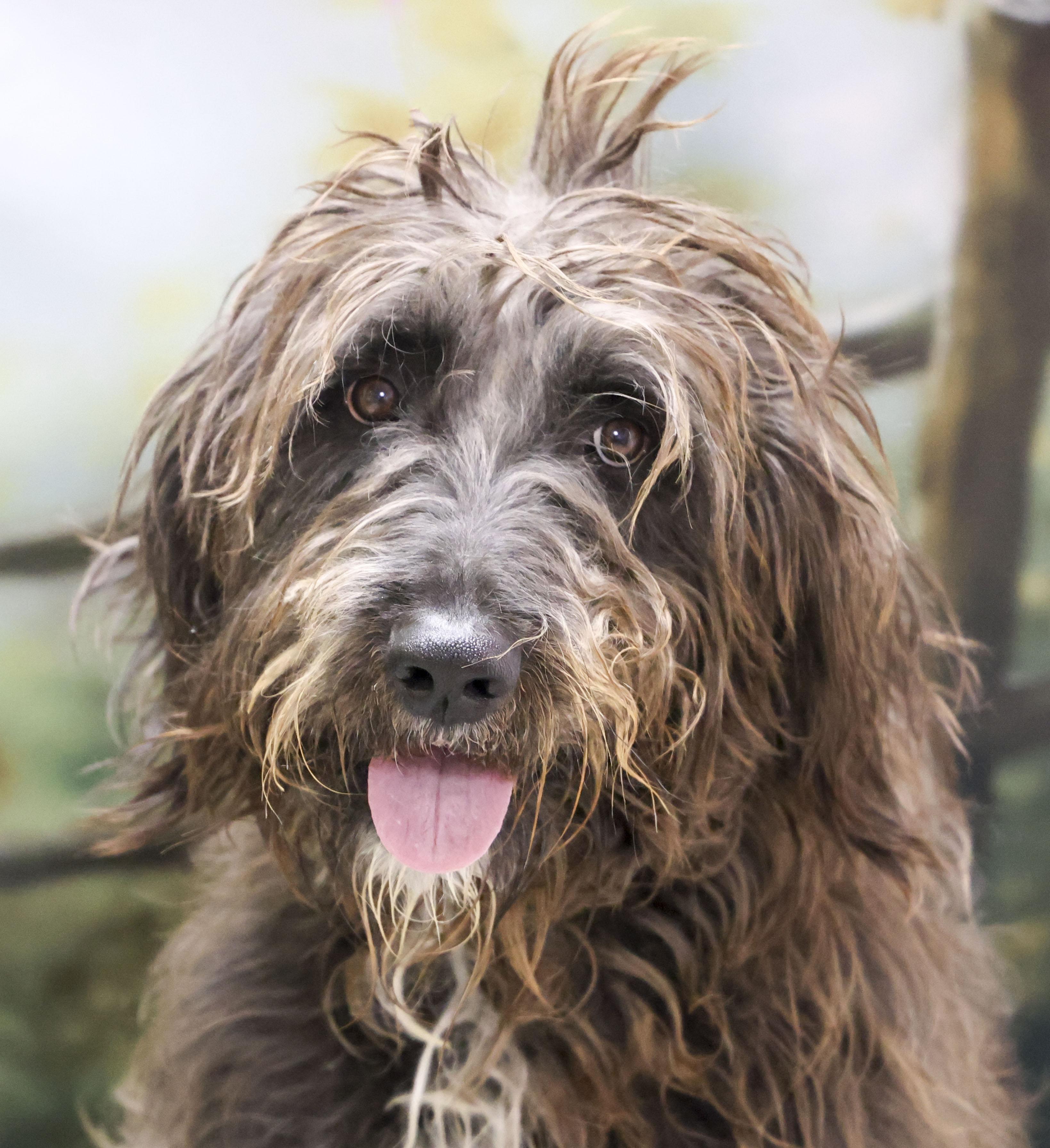 Knox, an adopted mixed breed in Casa Grande, AZ image 3/3