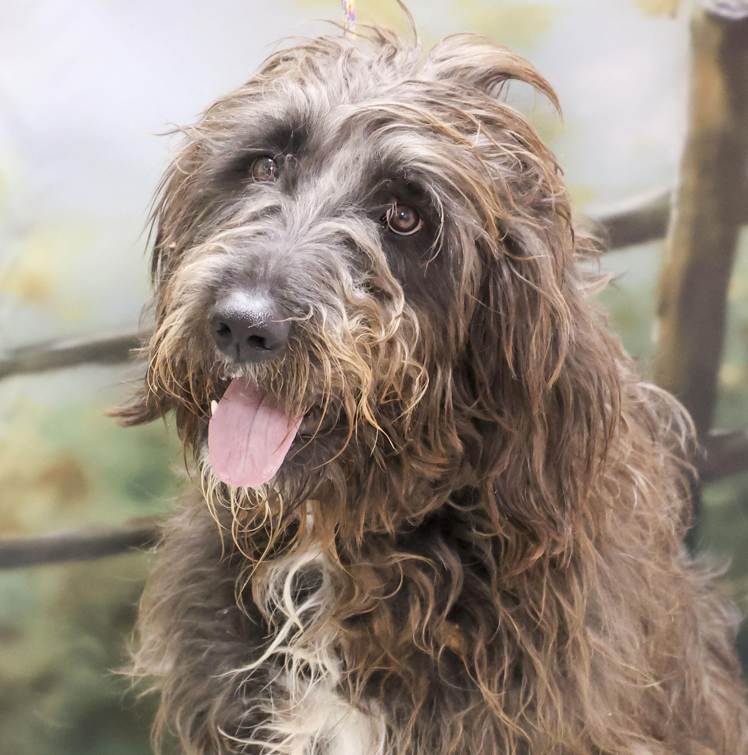 Knox, an adopted mixed breed in Casa Grande, AZ image 1/3