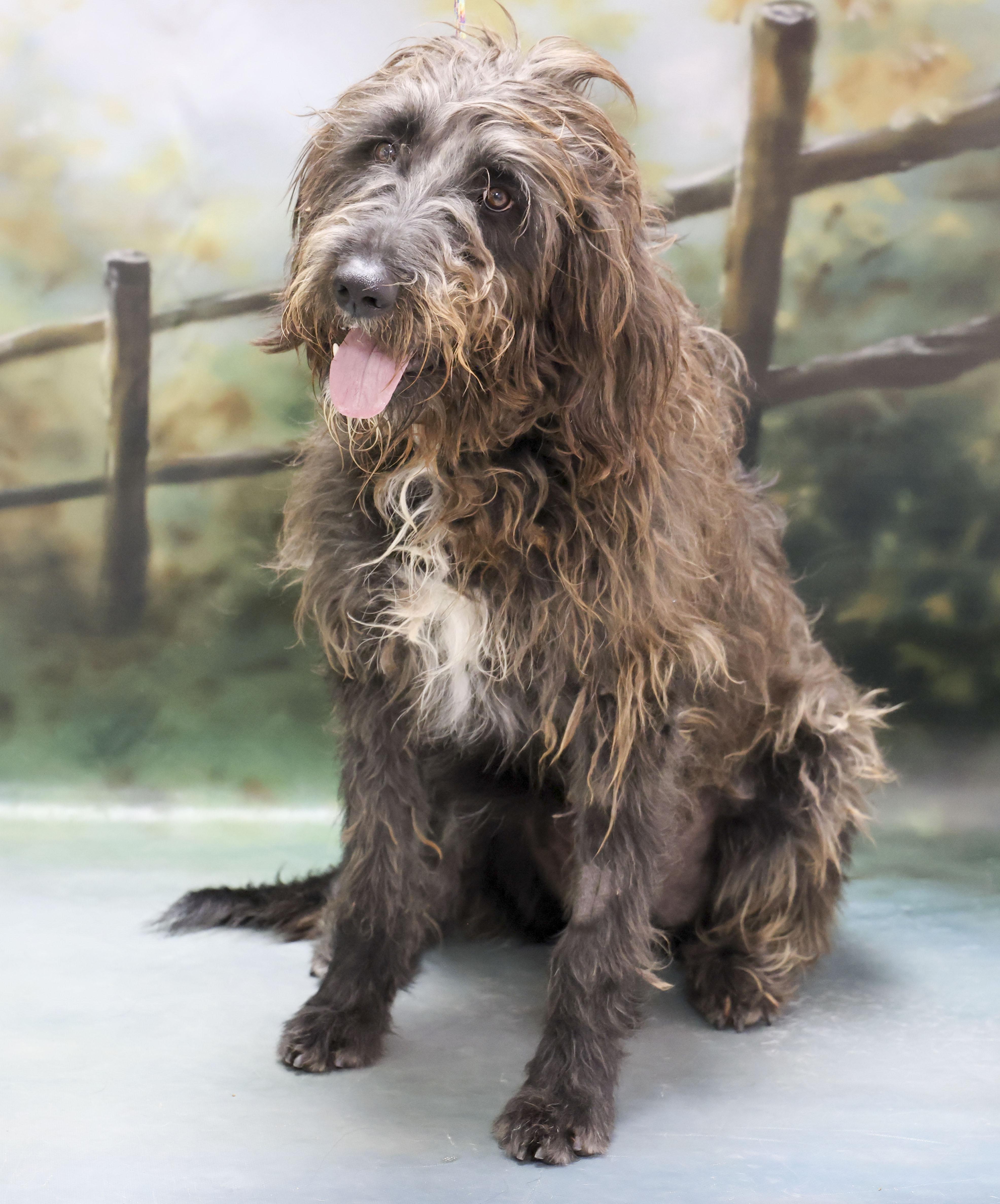 Knox, an adopted mixed breed in Casa Grande, AZ image 2/3