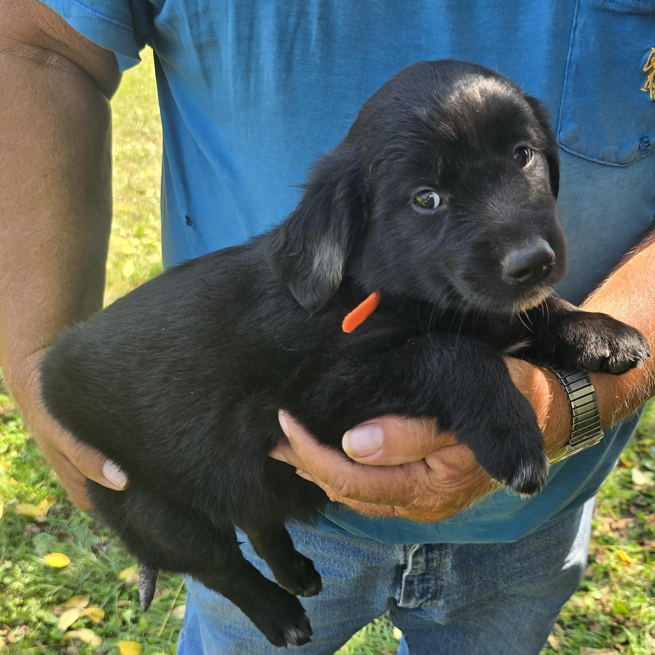 Holly, adopted, Puppy Female Golden Retriever & Labrador Retriever.