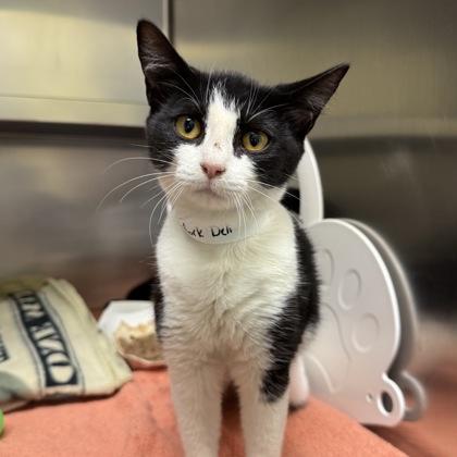 New York Deli, Adoptable, Kitten Female Domestic Short Hair.