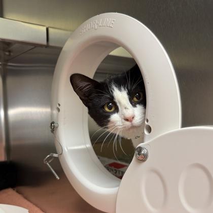 Enlarge New York Deli, a Adoptable mixed breed in Richmond, VA image 2/3