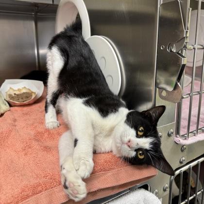 Enlarge New York Deli, a Adoptable mixed breed in Richmond, VA image 3/3
