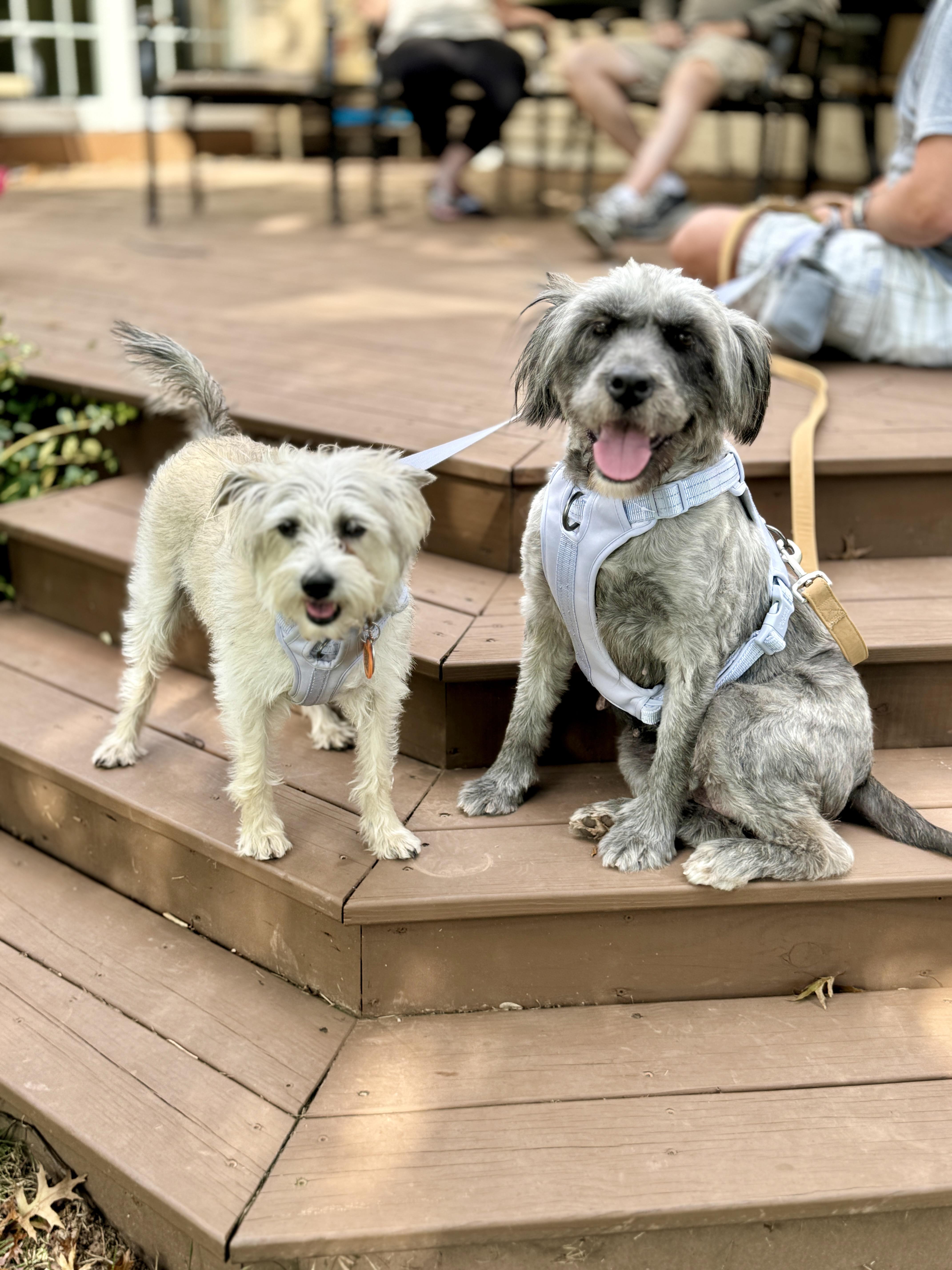 Momma Annie, Adult Female Schnauzer