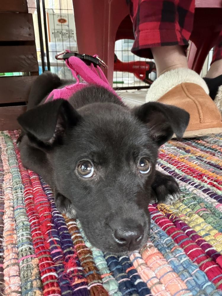Onyx, a Adoptable mixed breed in Jefferson Hills, PA image 1/3