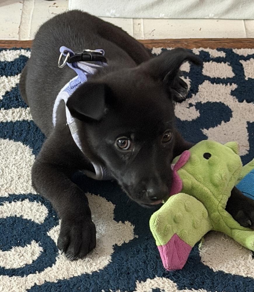 Onyx, a Adoptable mixed breed in Jefferson Hills, PA image 2/3