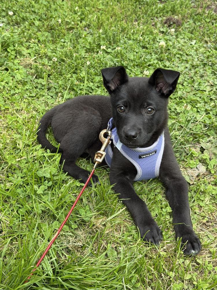 Onyx, a Adoptable mixed breed in Jefferson Hills, PA image 3/3
