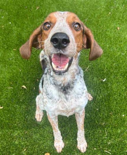 Enlarge Gator, a Adoptable English Coonhound in Palm Harbor, FL image 4/6