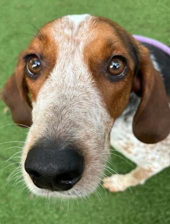 Enlarge Gator, a Adoptable English Coonhound in Palm Harbor, FL image 2/6