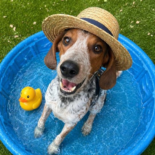 Gator, Adoptable, Adult Male English Coonhound.