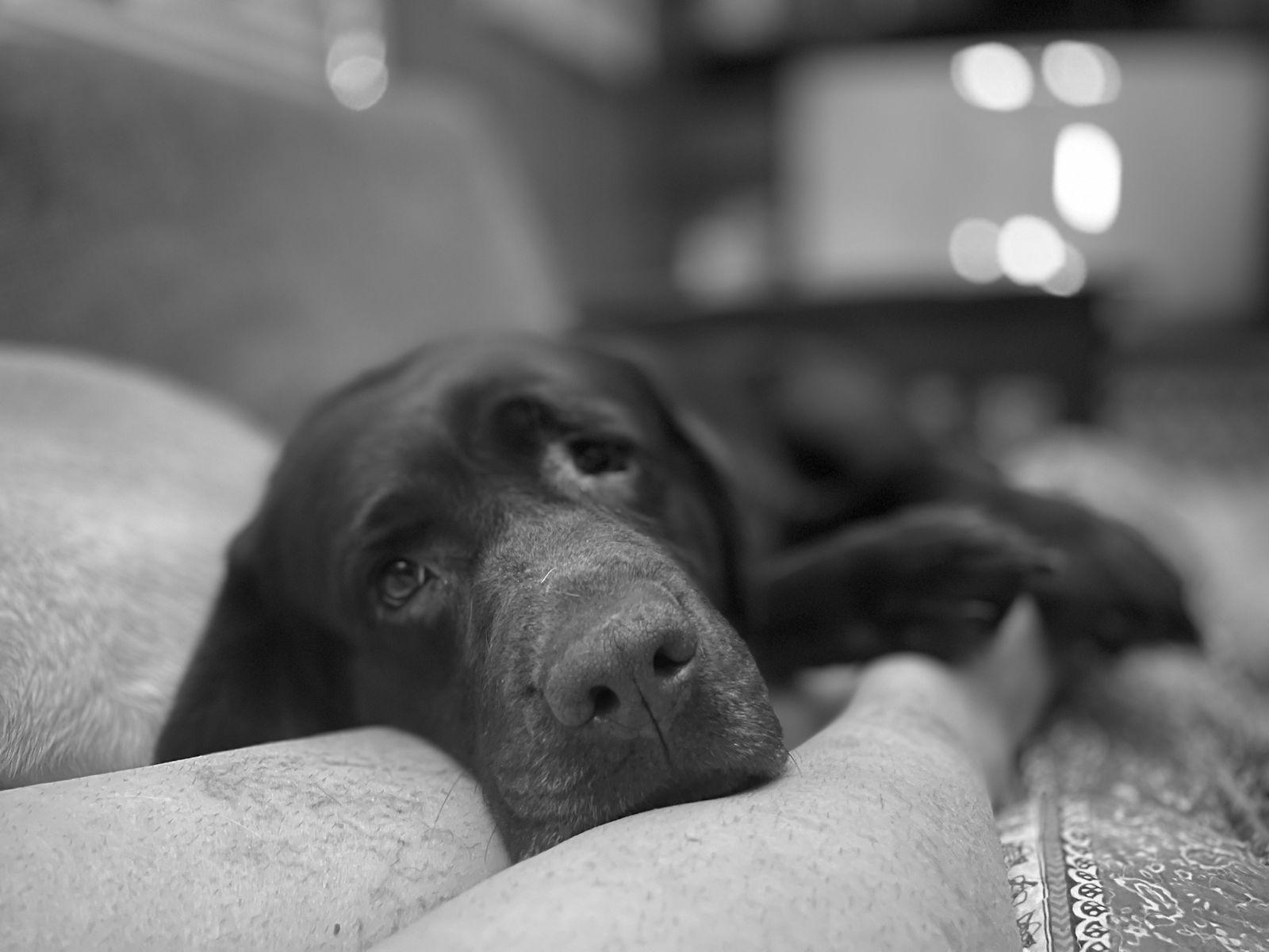 Delorian, Adopted, Adult Female Labrador Retriever.