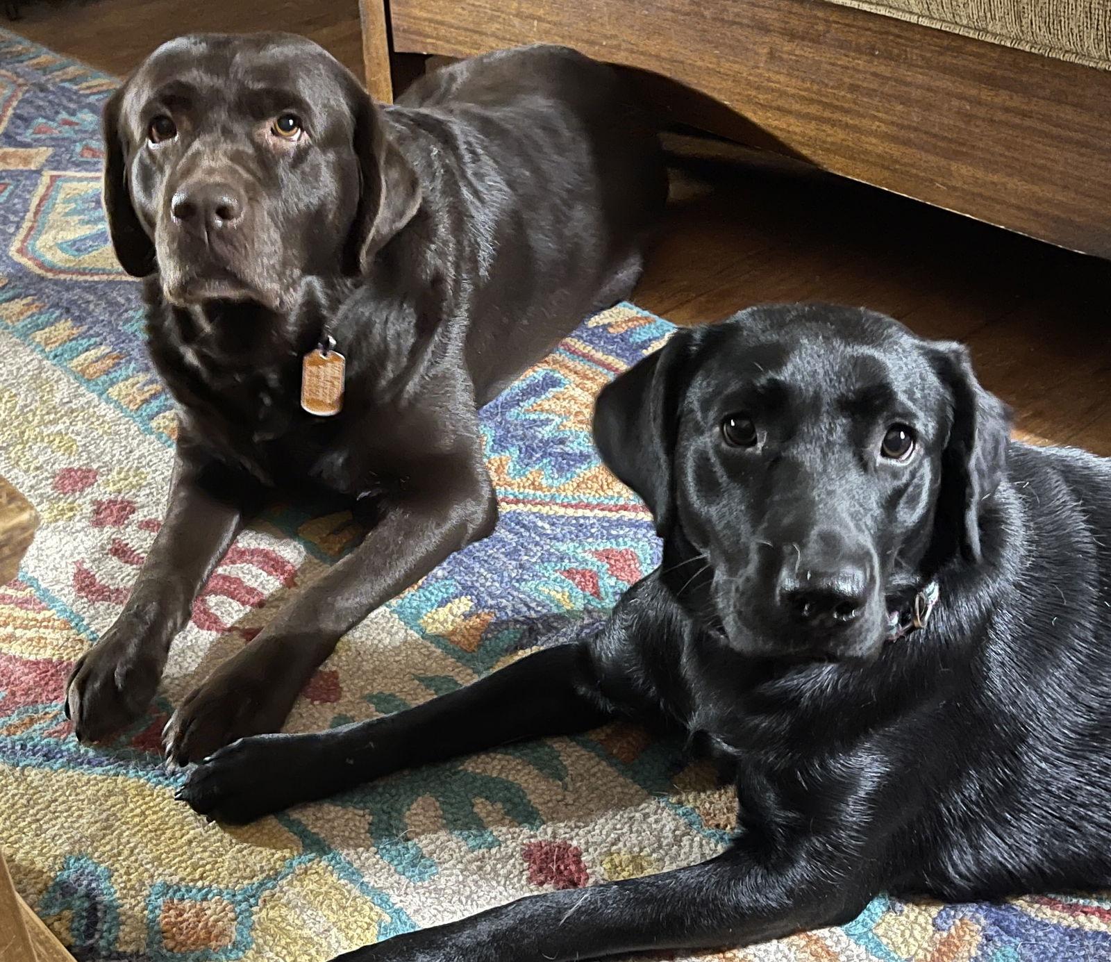 Enlarge Delorian, a Adopted Labrador Retriever image 2/3