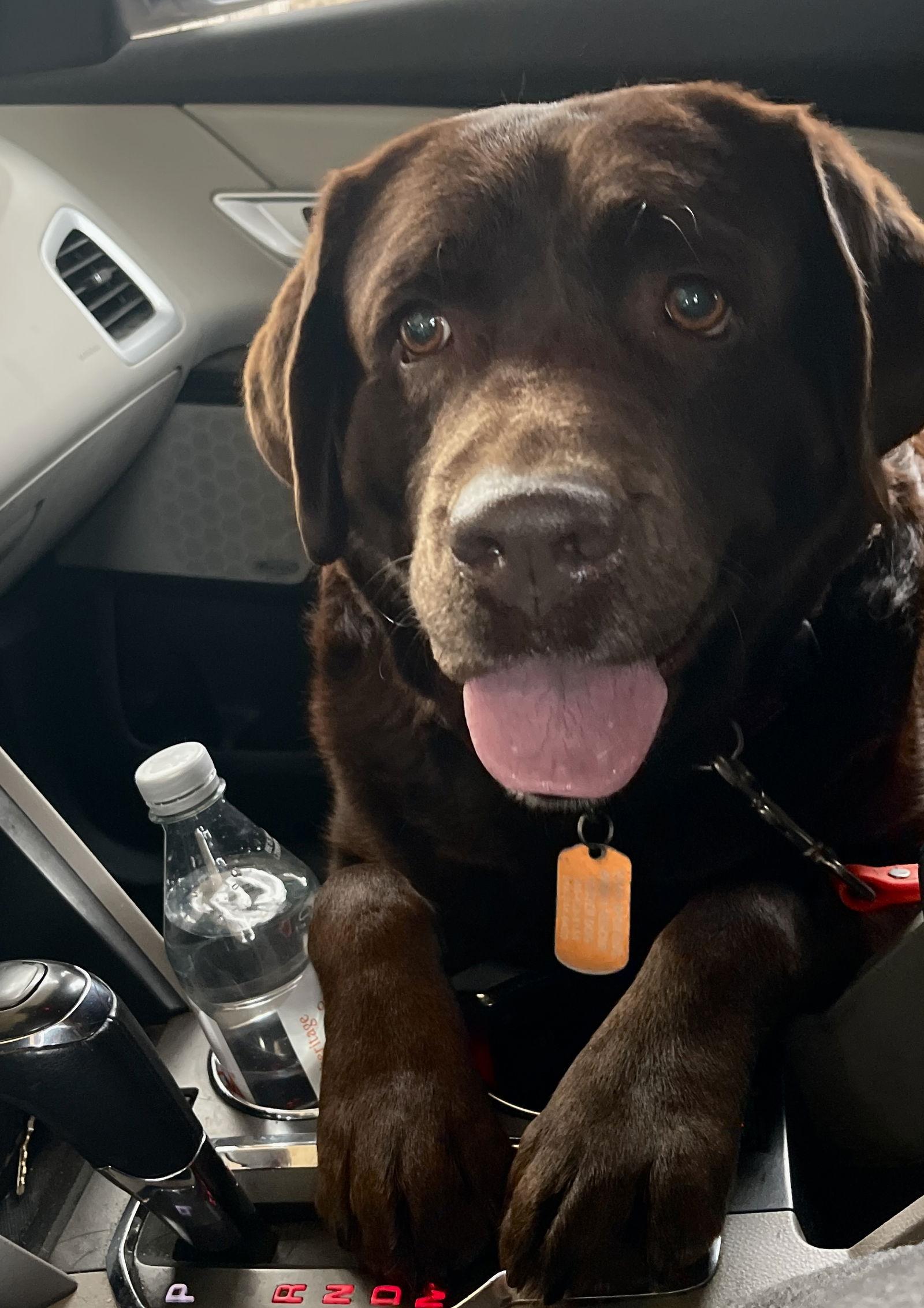 Enlarge Delorian, a Adopted Labrador Retriever image 3/3