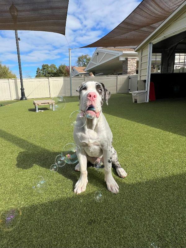 Augie (Formerly Chico), ADOPTABLE, Young Male Great Dane.