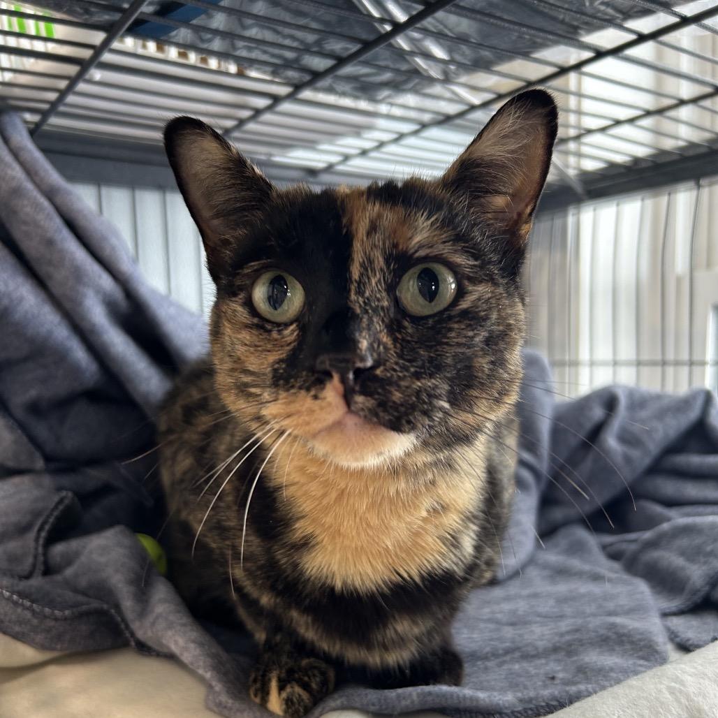 Tango, Adoptable, Young Female Domestic Short Hair.