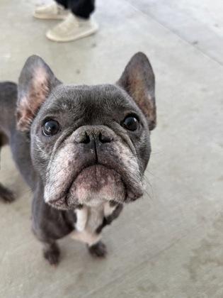 Enlarge Beau, an adopted mixed breed in Key West, FL image 1/1