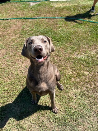 Enlarge Gypsy, a Adopted Labrador Retriever in Manteo, NC image 1/3