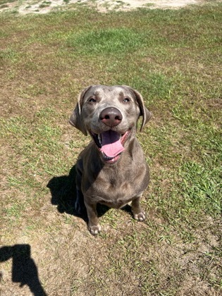 Enlarge Gypsy, a Adopted Labrador Retriever in Manteo, NC image 2/3