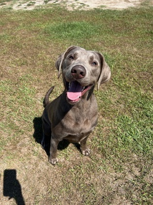 Enlarge Gypsy, a Adopted Labrador Retriever in Manteo, NC image 3/3