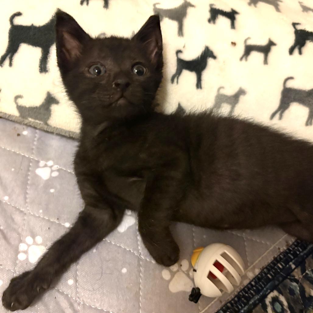 Totter, Adoptable, Kitten Male Domestic Short Hair.