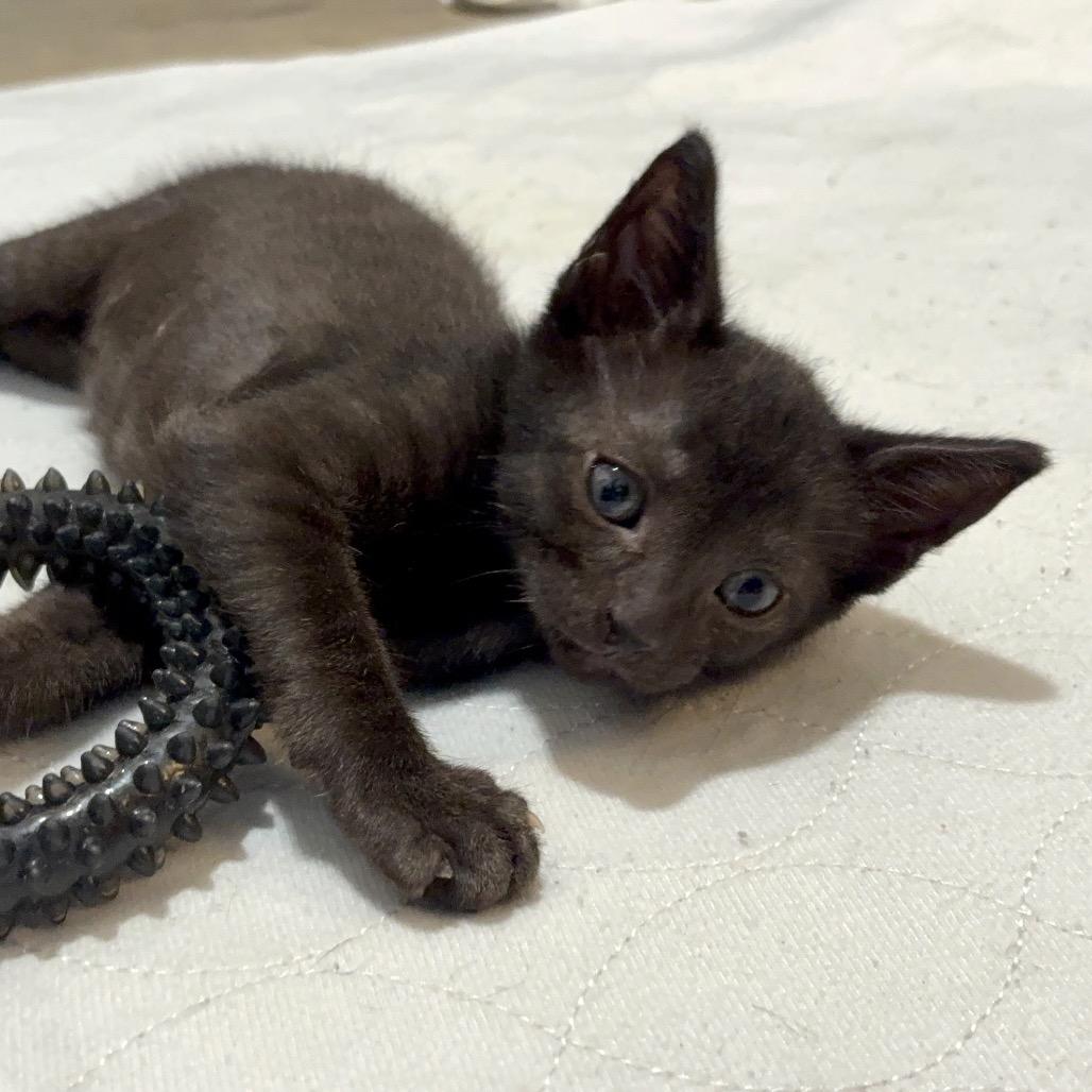 Enlarge Totter, a Adoptable Domestic Short Hair in Lutz, FL image 3/5
