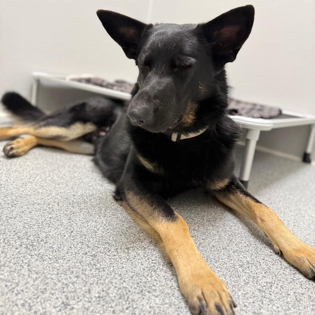 Tucker, ADOPTABLE, Young Male German Shepherd Dog.