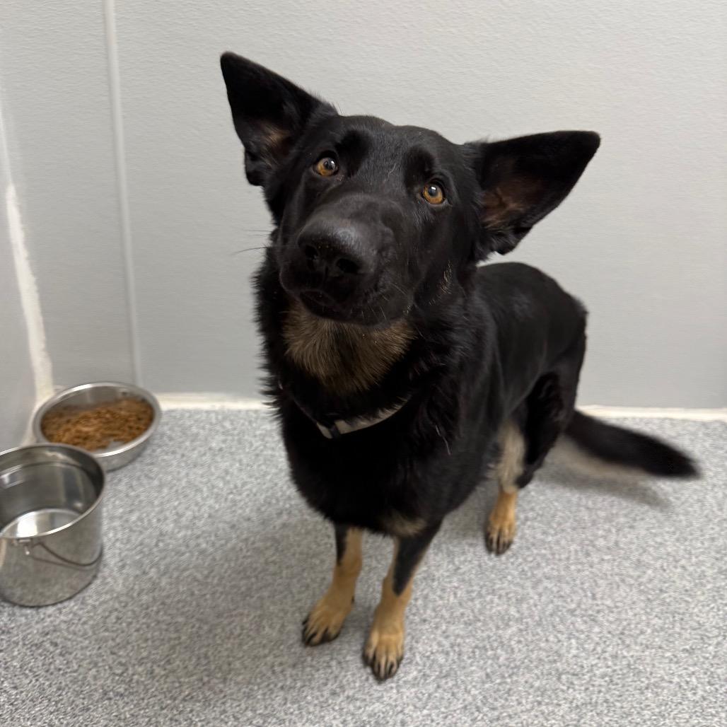 Tucker, an adopted German Shepherd Dog in Monticello, IA image 2/6