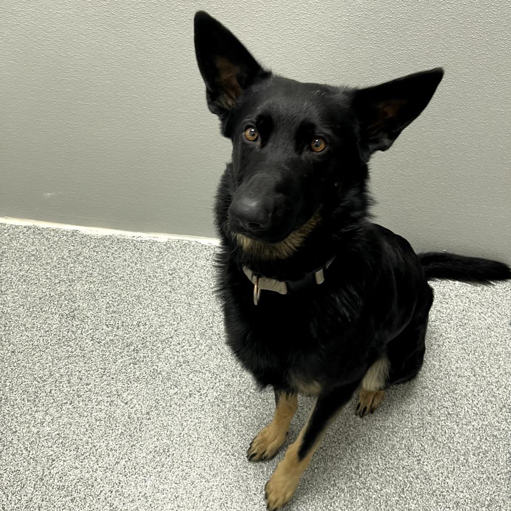 Tucker, an adopted German Shepherd Dog in Monticello, IA image 3/6