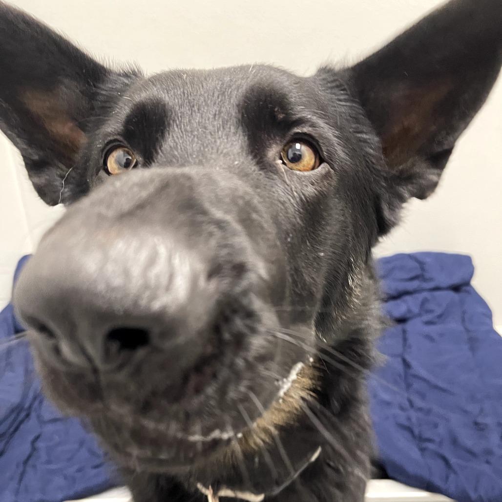 Tucker, an adopted German Shepherd Dog in Monticello, IA image 4/6