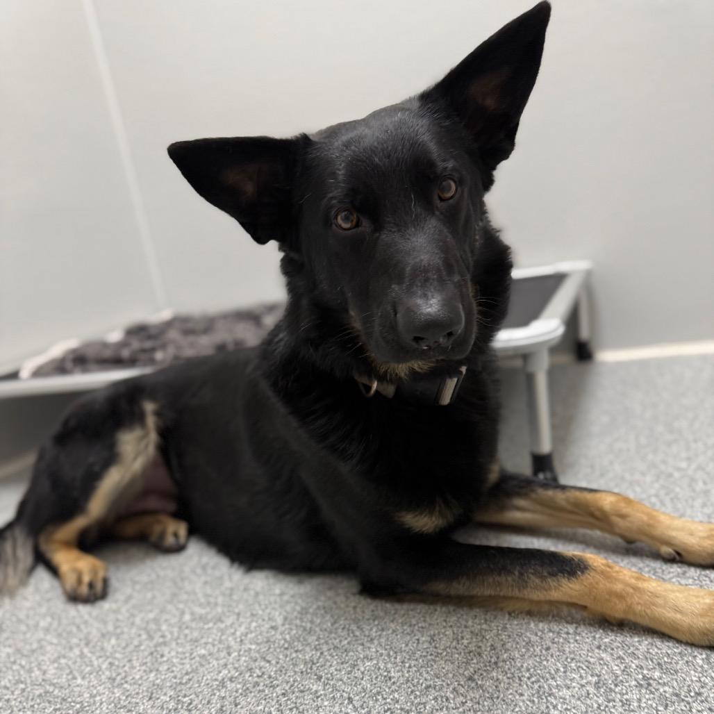 Tucker, an adopted German Shepherd Dog in Monticello, IA image 5/6