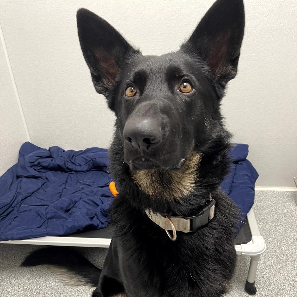 Tucker, an adopted German Shepherd Dog in Monticello, IA image 6/6