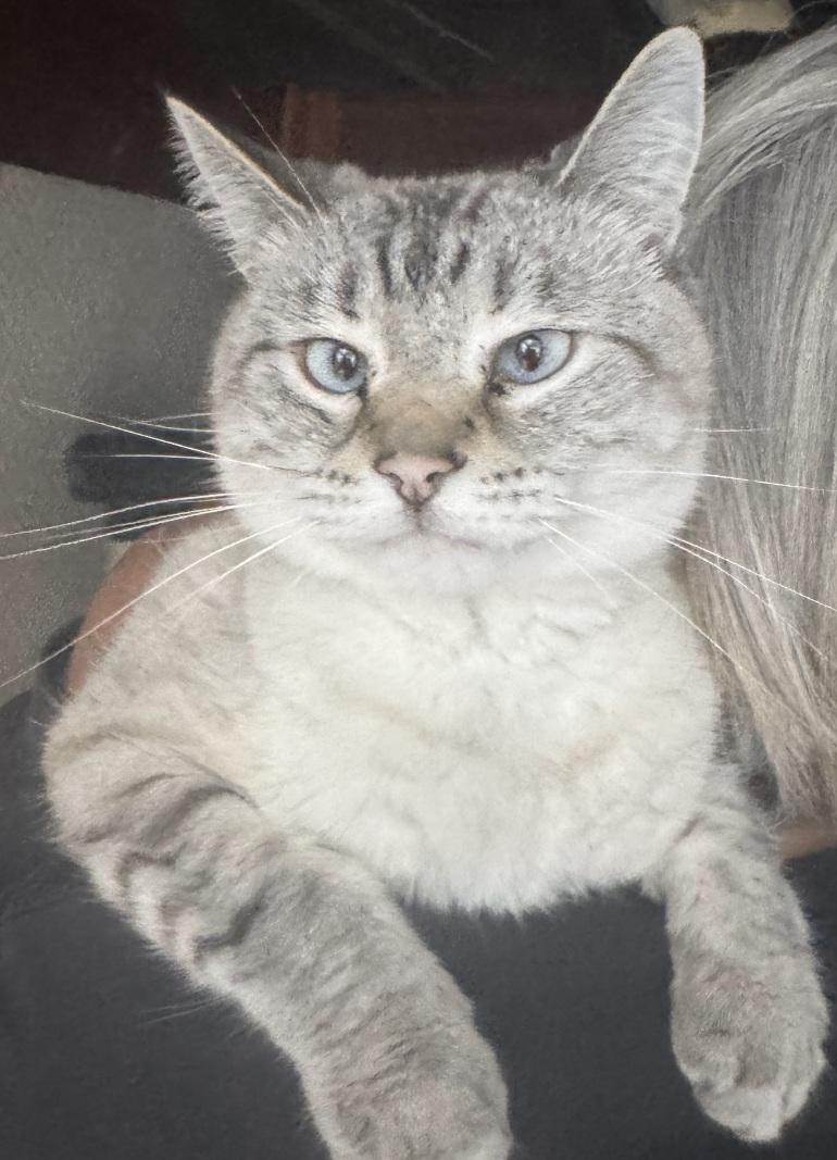 Enlarge 3 yr old blue lynx female, a Adoptable Siamese in Lees Summit, MO image 1/1