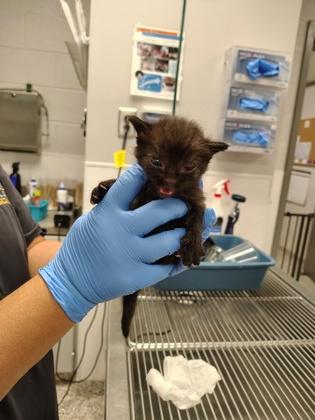 Fawn, Adoptable, Kitten Female Domestic Short Hair & Domestic Short Hair.