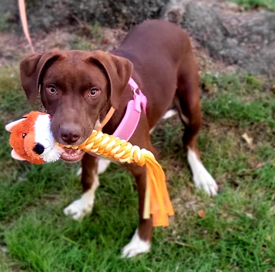 Enlarge Sissy, an adoptable mixed breed in Elwood, NJ image 2/5