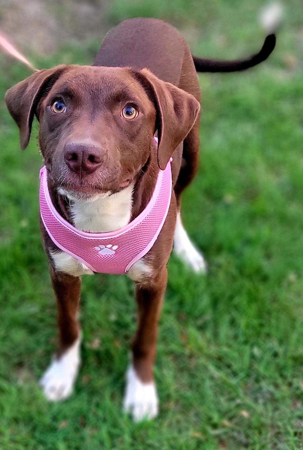 Enlarge Sissy, an adoptable mixed breed in Elwood, NJ image 3/5