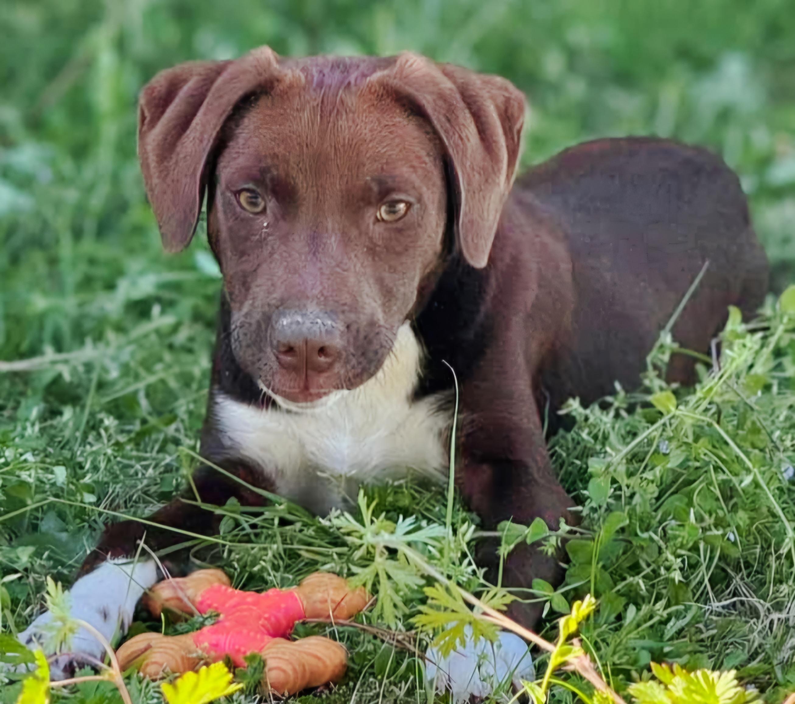 Enlarge Sissy, an adoptable mixed breed in Elwood, NJ image 5/5