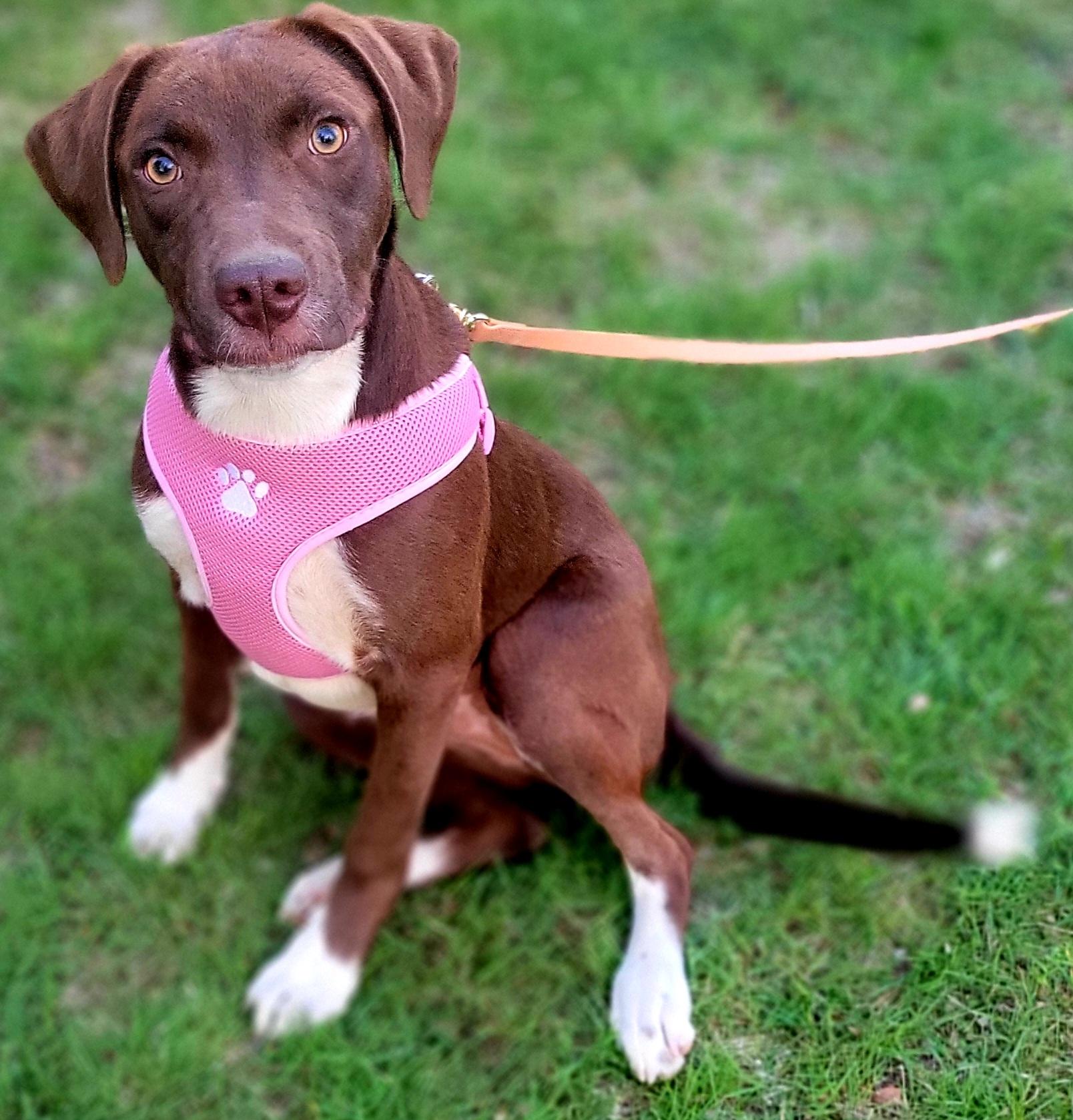 Enlarge Sissy, an adoptable mixed breed in Elwood, NJ image 1/5