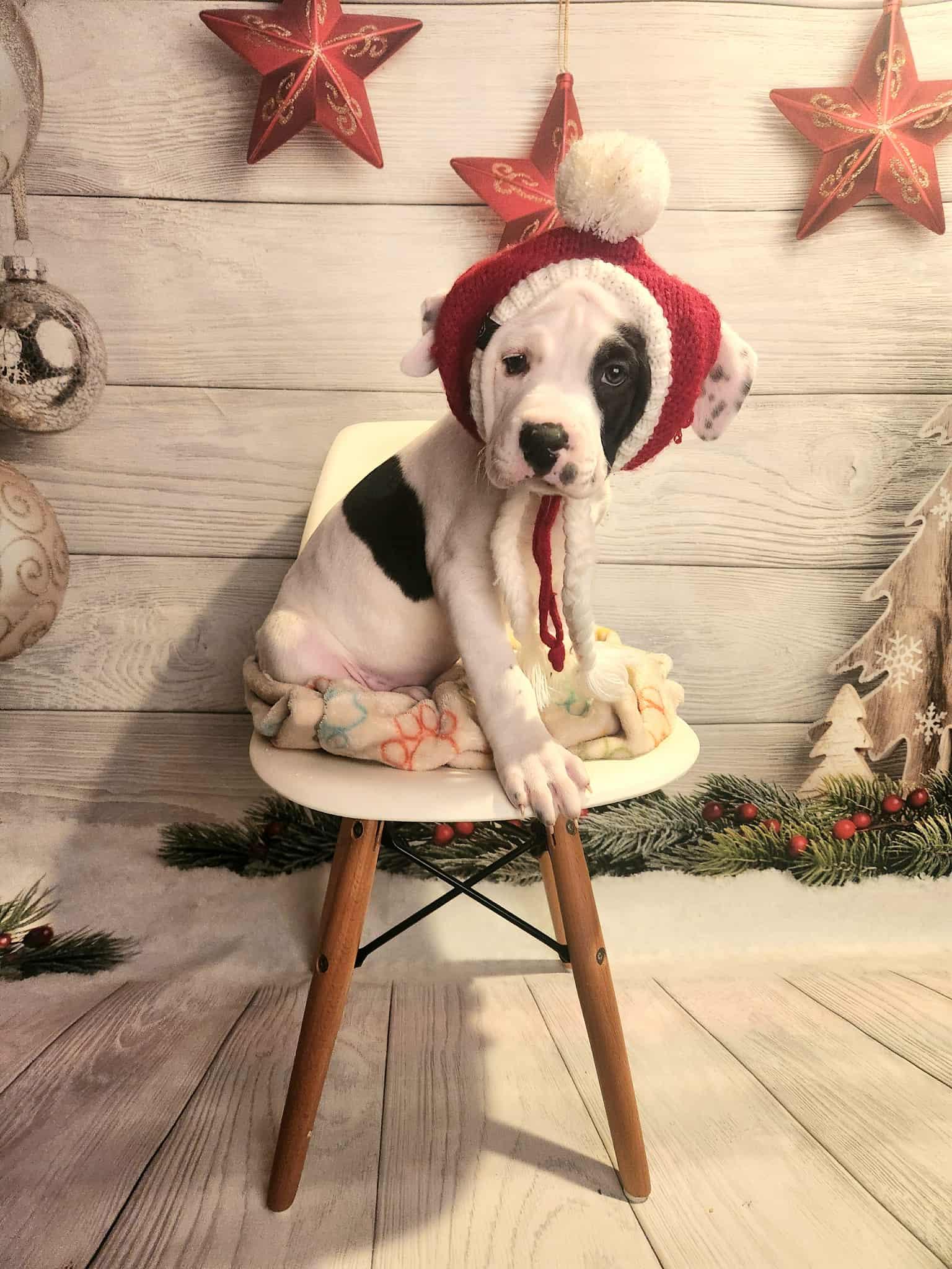 Taffy BH, a Adoptable Mixed Breed in Clinton, MI image 1/3